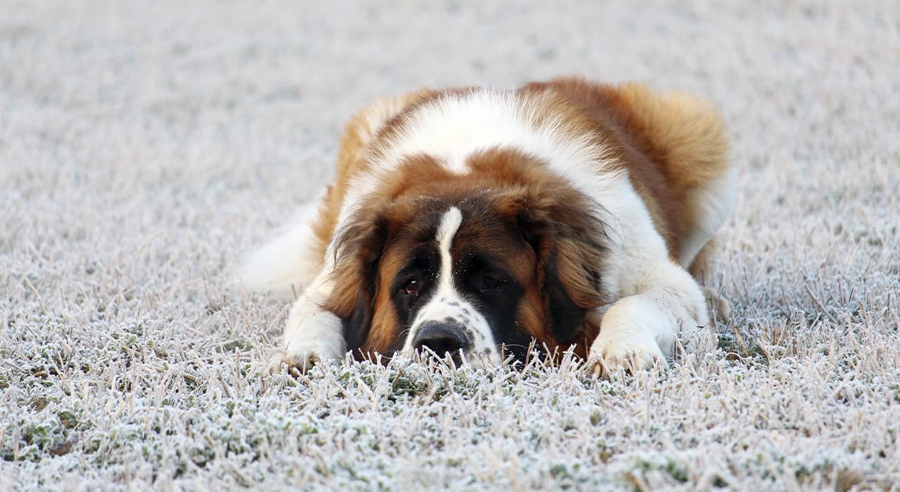 dog